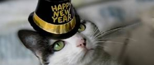 Black-and-white-cat 2016 happy new year