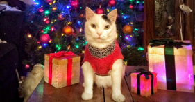 cat in a sweater