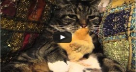 adorable cat and baby chick unlikely friendship