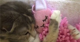adorable kitten hugs pink doll