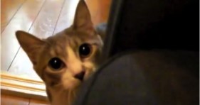 adorable stalking cat is all sorts of cute