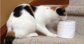bad kitty toilet paper cat