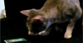 curious cat hates green gum lolcats