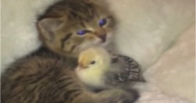 cute kitten licks and loves chick