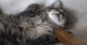 funny cats sleeping in weird positions lolcats