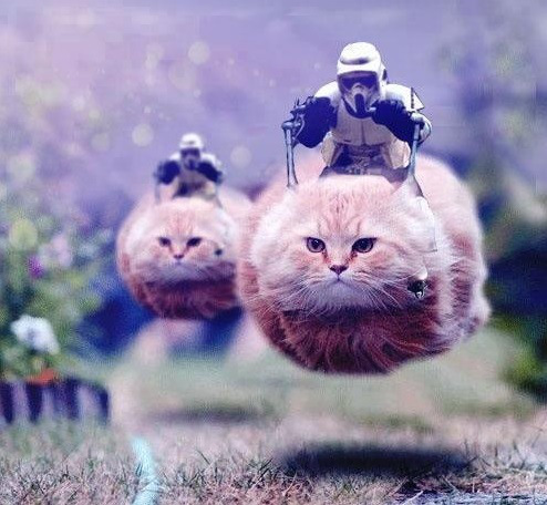 funny star wars speeder bike cats lolcats