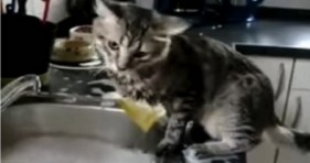 kitchen cat helps wash dishes lolcats