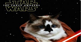 star wars the force awakens cat paws yoda darth vader