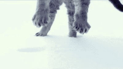 adorable blizzard cat jumps in snow
