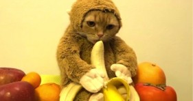 adorable cat monkey eating a banana