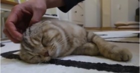 adorable cats pampered cat massages