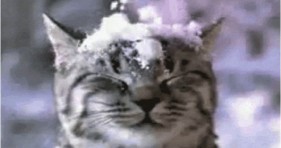 adorable caturday blizzard cats