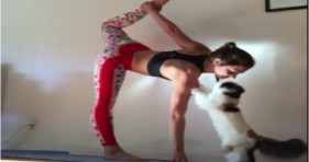adorable fitness cat trains human