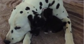 adorable kitten loves dalmatian puppy