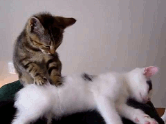 adorable massage cat caturday