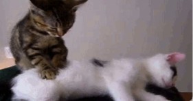 adorable massage cats lolcats caturday