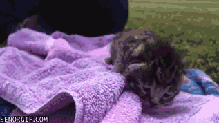 adorable sleepy kitten caturday