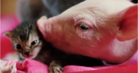 cute baby kitten and baby piglet