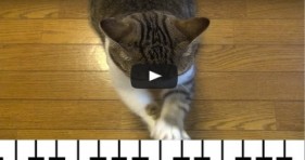 how a cat plays the piano