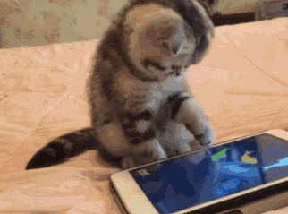 ipad tech kitten caturday