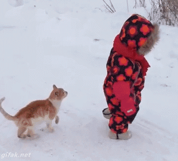 jerk cat in the snow