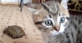 lolcats fluffy kitten vs turtle adorable