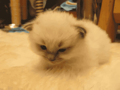 sleepy fluffy white kitten caturday