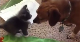 unlikely friendship cute grey kitten and dog