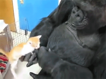 adorable animal friendship gorilla and kitten