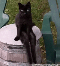 black cat sits back and chills caturday