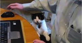 cat demands his humans attention at all times