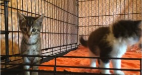craziest kittens hopped up on catnip