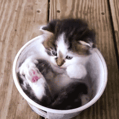 cute kitten in cup licks jellybeans