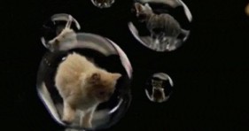 cute kitten magic bubbles caturday