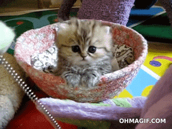 cute kitten meow help caturday
