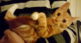 cute orange kitten suckles tail like a pacifier