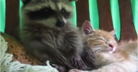 cute raccoon and orange kitten unlikely friendship