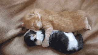 cute sleepy kittens cuddle caturday