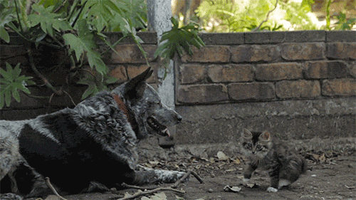 derp adorable kitten and dog unlikely friendship