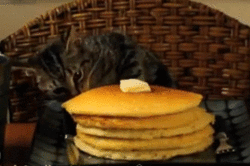 funny breakfast pancake cat