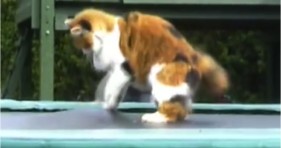 funny cat on trampoline lolcats
