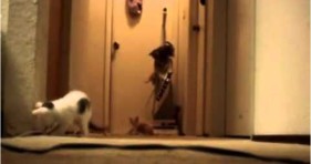 kittens terrorized by vacuum lolcats