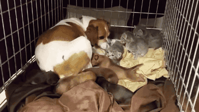 momma puppy cute unlikely friendships caturday