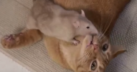 rat loves cat