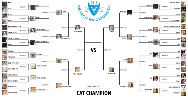 Cat-Madness-Tourney-2016-Final-4