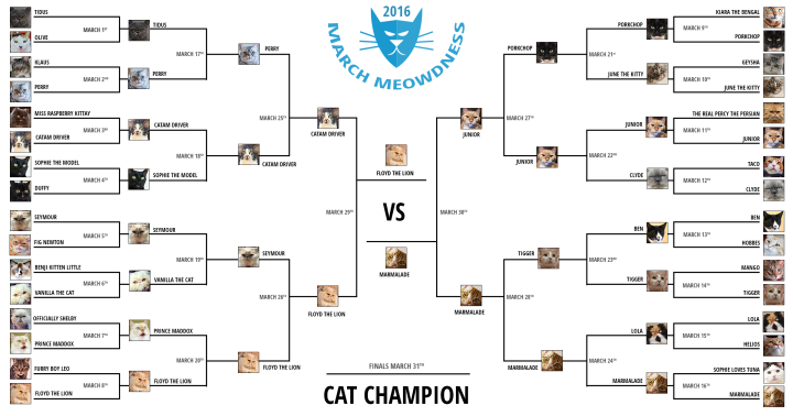 Cat-Madness-Tourney-2016-Finals