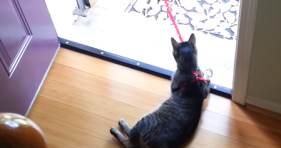 Cat leash drag