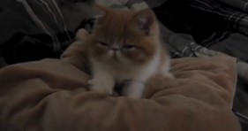 adorable exotic shorthair does chores