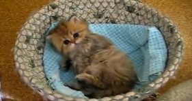 adorable fluffy kitten in bowl precious