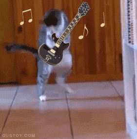 adorable kitty hendricks music cats caturday